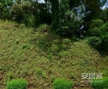 金地格林泊乐