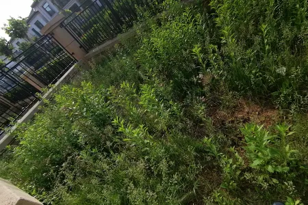 大溪谷一期 联排4室3厅4卫 南北 毛坯