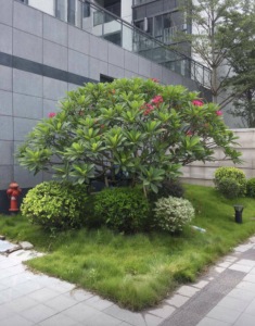 凤凰御景