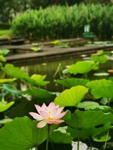万科兰乔圣菲