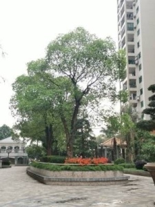 雅宝新城