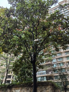 花都雅居乐御宾府