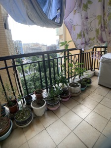 隆晖苑