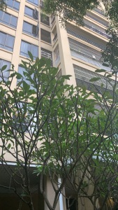 紫薇丽都
