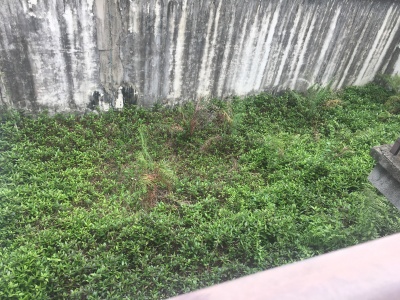 中信香樟墅