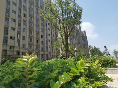 春城花园-储文祥