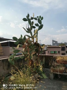 新桥电力公司家属院