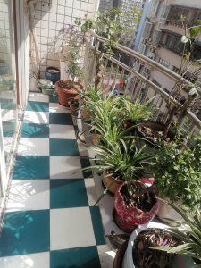 国土局家属院(朝阳西路)