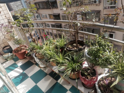 国土局家属院(朝阳西路)