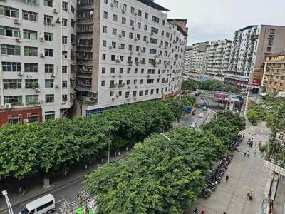 大树综合楼