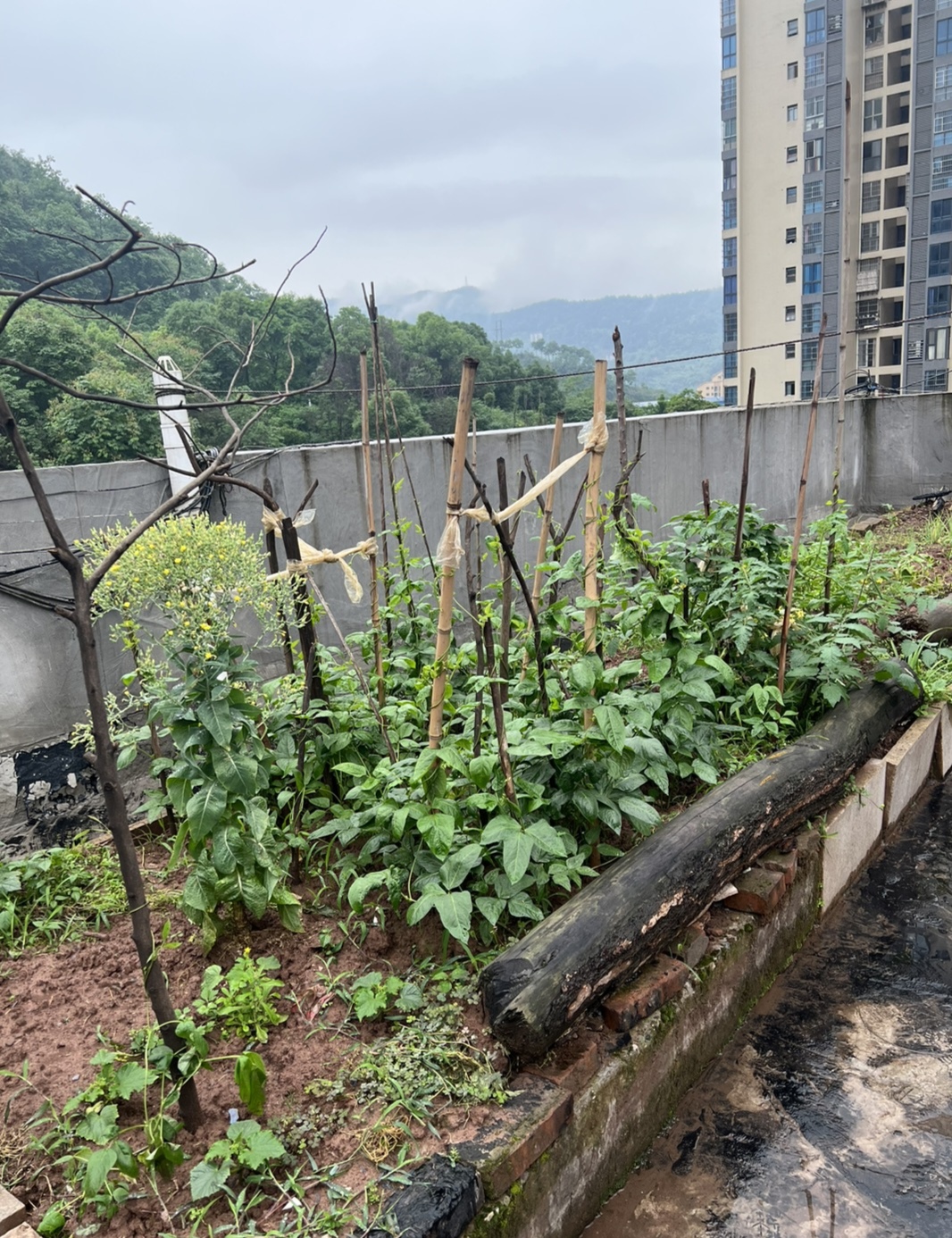 康鑫花苑
