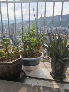 滨江国茂