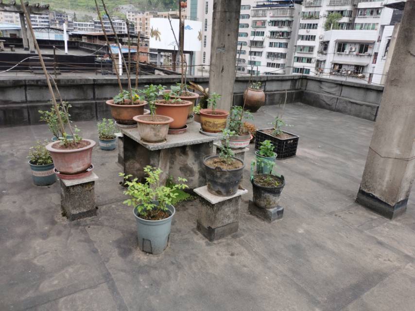 鳳翎大院