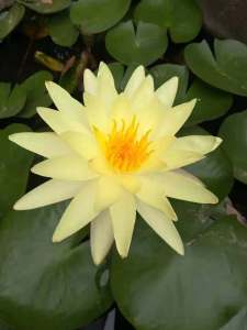 天使花苑