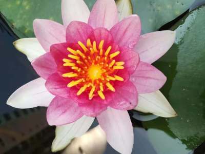 天使花苑
