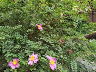 天使花苑