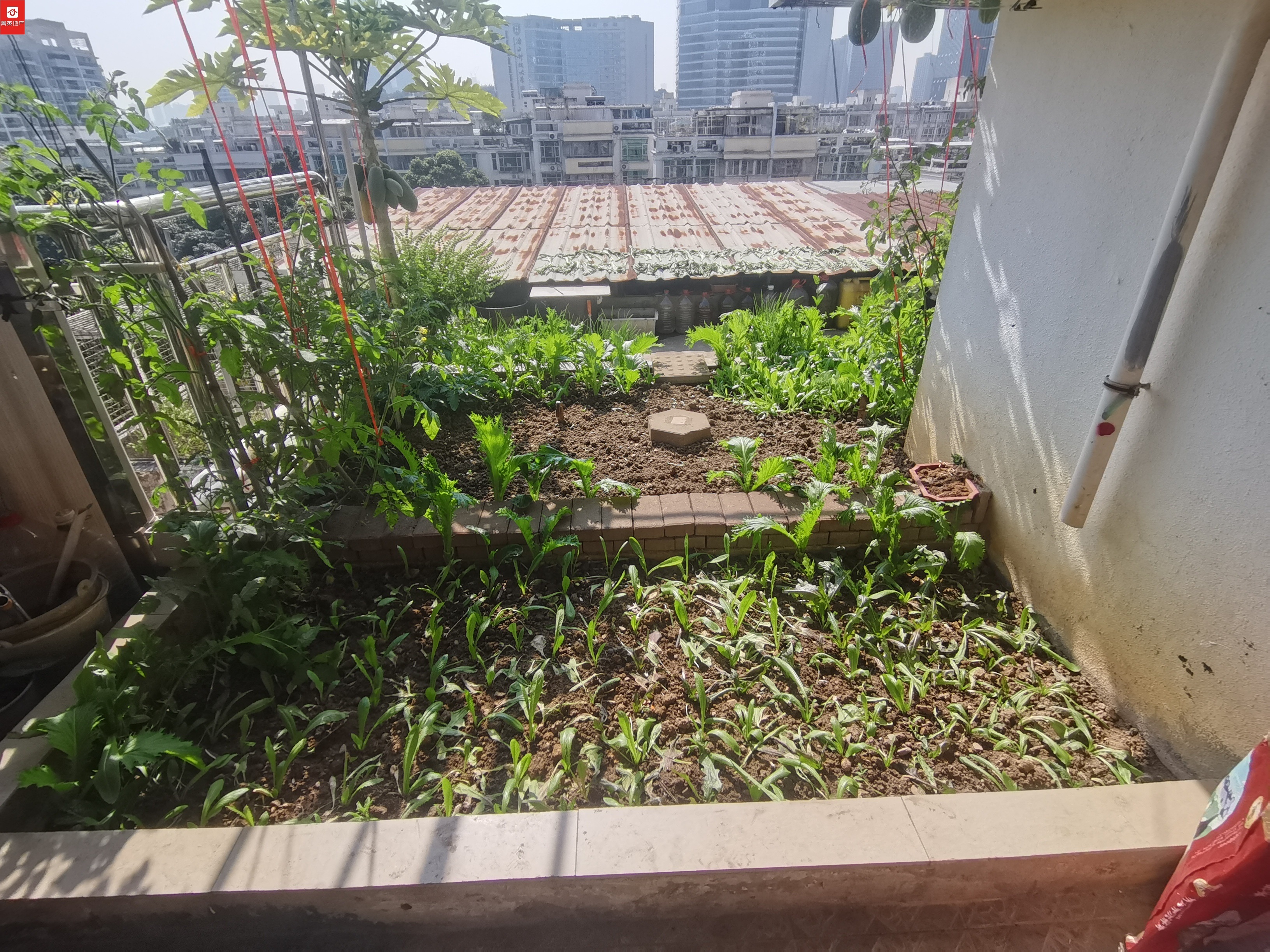 留仙居